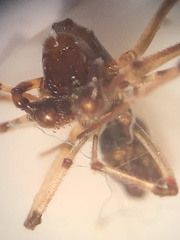 Argyrodes elevatus