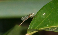 Ceriagrion aeruginosum