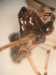 Argyrodes elevatus
