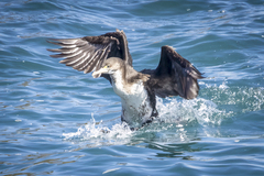 Phalacrocorax varius varius