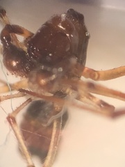 Argyrodes elevatus
