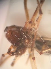 Argyrodes elevatus