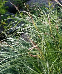 Carex acuta