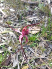 Caladenia fulva