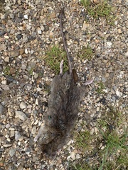 Rattus norvegicus