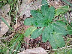Solenogyne dominii