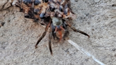 Clibanarius erythropus