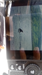 Balaenoptera borealis