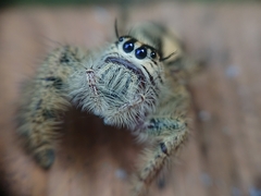 Hyllus diardi