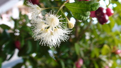 Myrtoideae