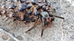 Clibanarius erythropus