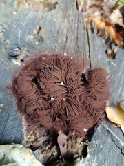 Stemonitis splendens