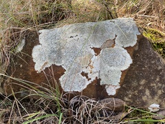 Lecideales