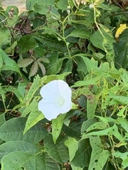 Convolvulaceae