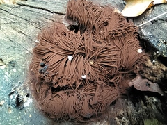 Stemonitis splendens