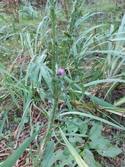 Cirsium palustre