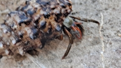 Clibanarius erythropus