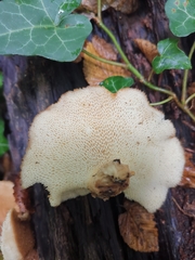 Polyporus