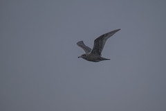 Larus hyperboreus