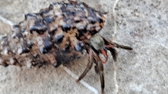 Clibanarius erythropus