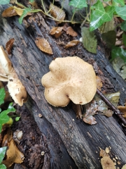 Polyporus