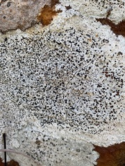 Lecideales