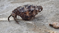 Clibanarius erythropus