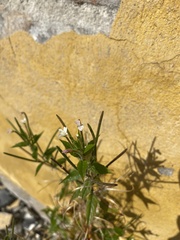 Epilobium