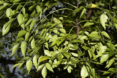 Melia azedarach