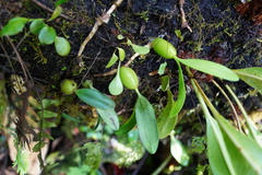 Bulbophyllum