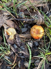 Amanita xanthocephala