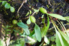 Bulbophyllum