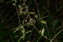 Zanthoxylum nitidum