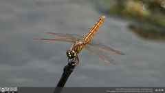 Brachythemis contaminata