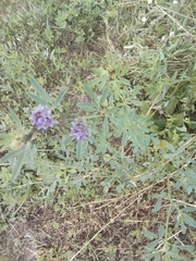 Medicago sativa