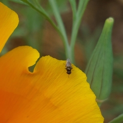 Milichiidae
