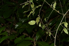 Zanthoxylum nitidum