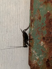 Melanogryllus desertus