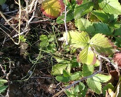 Fragaria