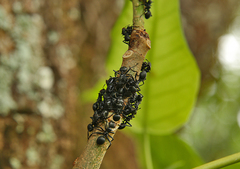 Cephalotes atratus