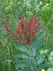 Protea witches broom phytoplasma