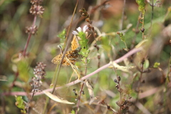 Boloria selene