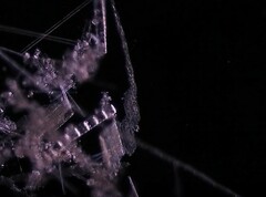 Bacillaria paxillifera