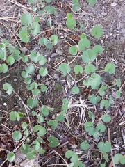Dichondra