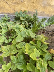 Fragaria