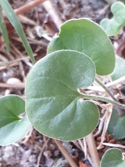 Dichondra