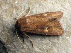 Resapamea hedeni