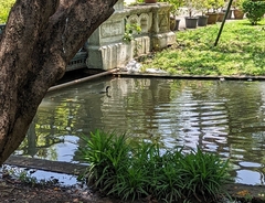 Phalacrocorax fuscicollis
