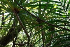 Pandanus montanus