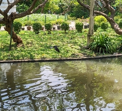 Phalacrocorax fuscicollis